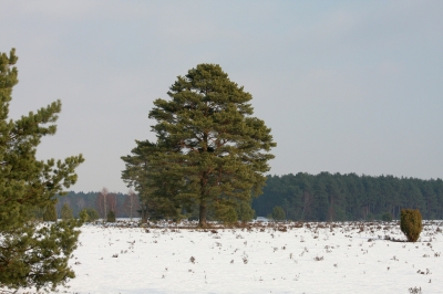 Heidelandschaft im Winter