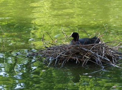 Ente im Teich