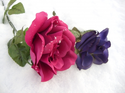 Blumen im Schnee 2