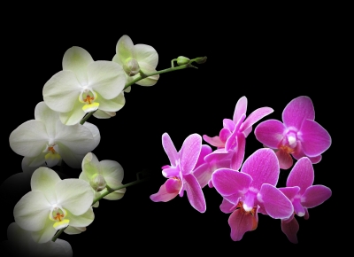 Orchideen zum Geburtstag