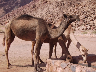 Jordanien - Kamele