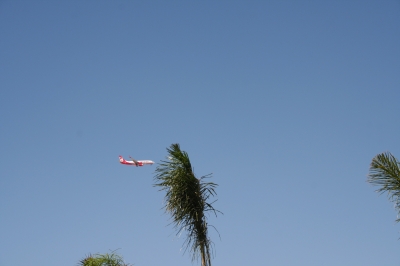 Flugzeug und Palme