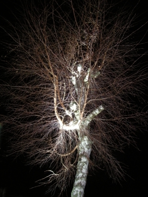 leuchtenter winterbaum