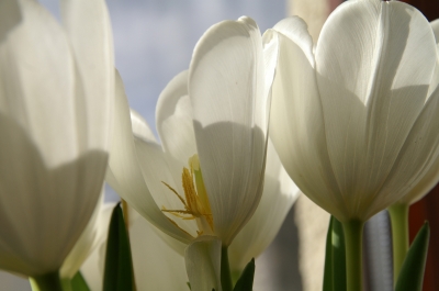 Frühlingsboten