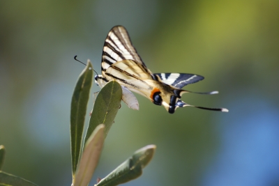 greek butterfly