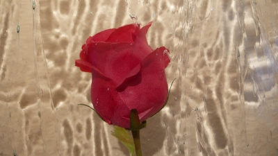 Rose hinter Glas
