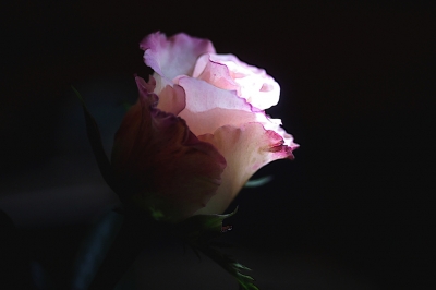 Eine Rose für dich....