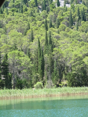 Wald bei den Krka-Wasserfällen