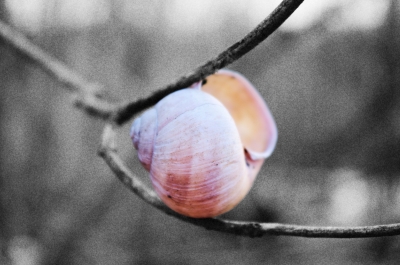 Baumschnecke (als altes SW-Foto, mit originalFarbfocus)