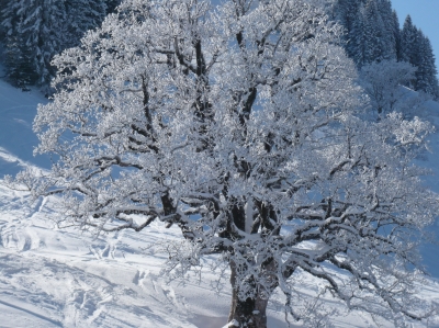 Weiße Bäume