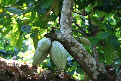 Unreife Kakaofrucht