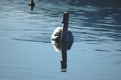 Am blauen See