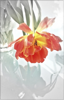 Tulpenblüte Colorkey