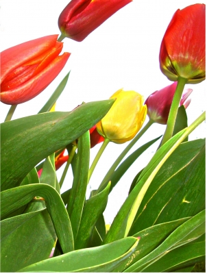 Tulpen im Wind