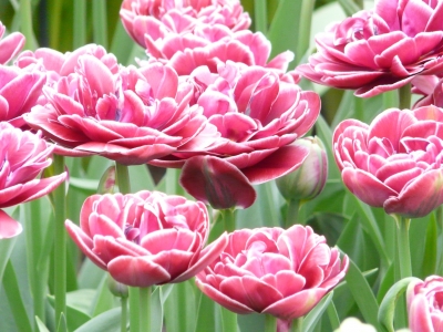Tulpen in ihrer schönsten Form und Farbe  Teil 2