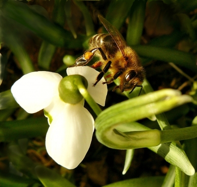 Die erste Biene