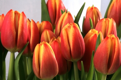 Tulpen 2