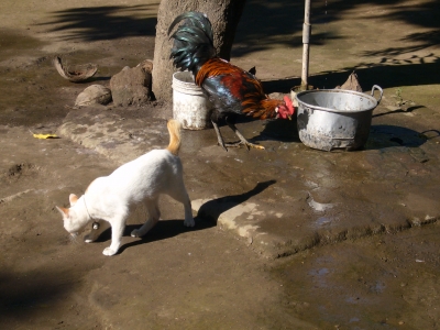 Tierleben auf Lombok