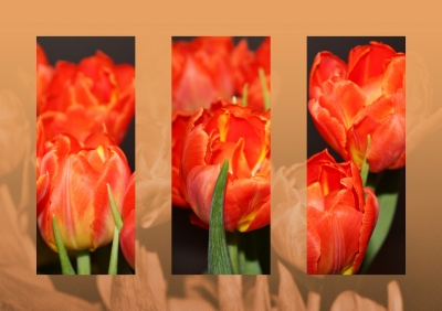 Tulpen Collage