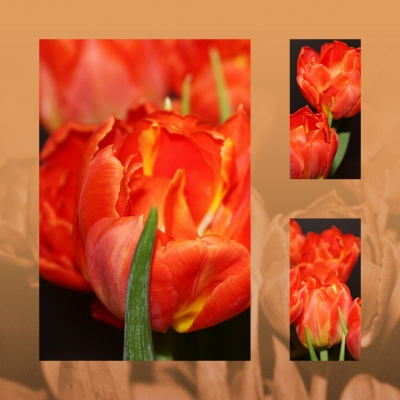 Tulpen Collage quadratisch