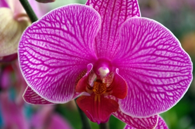 orchidee5527