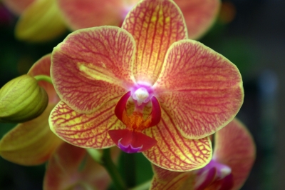 orchidee5532