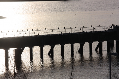 Sonnenuntergang an der Weser