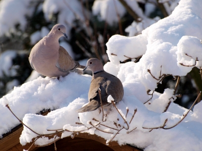 Tauben im Schnee