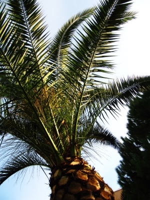 Palme im Abendlicht