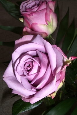 lila Rose