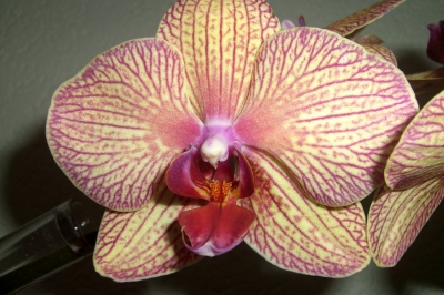 gestreifte Orchidee