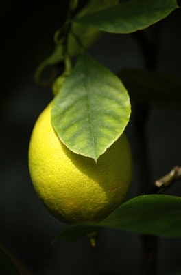 Zitronenbäumchen