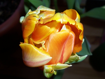 Tulpe orange gef.