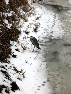 Wremen Vogel im zugefrorenen Wasserlauf