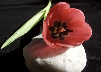 Tulpe in Rot