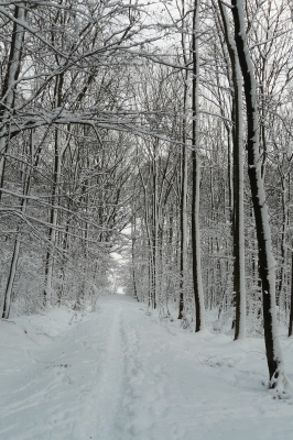 Der Winterweg