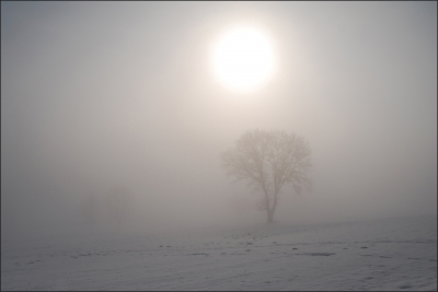 Frühnebel