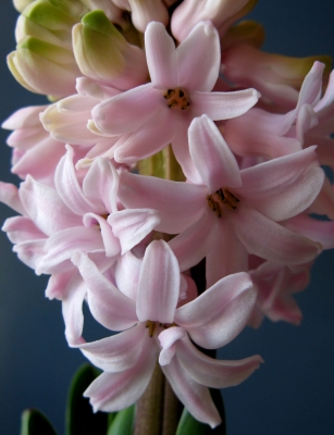 Hyazinthenblüten (Makro)