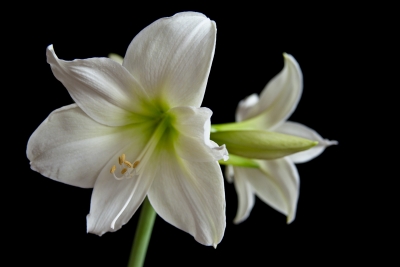 weiße Amaryllis