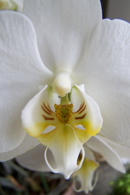 Orchideenblüte