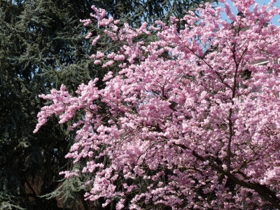 Kirschblüte vor Zeder