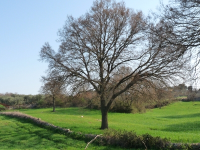 Frühlingserwachen