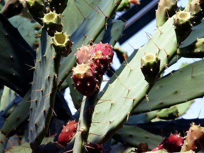 Feigen-Kaktus