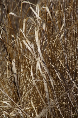 Gräser im Wind