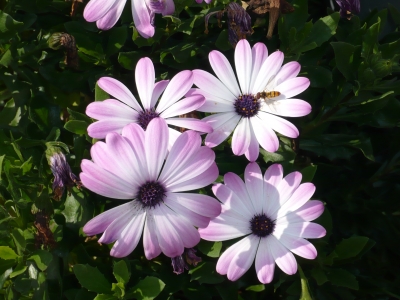 Blätter u. Blumen