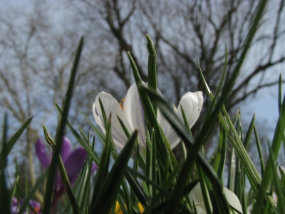 weiße Krokus in Gras