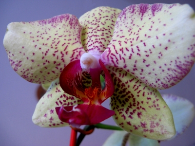 Orchideenblüte (Makro)