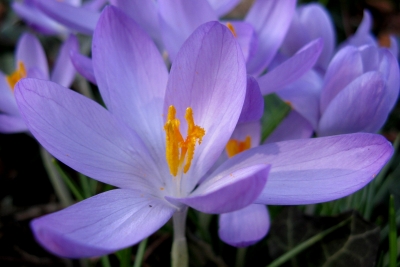 Krokusblüte (Makro)