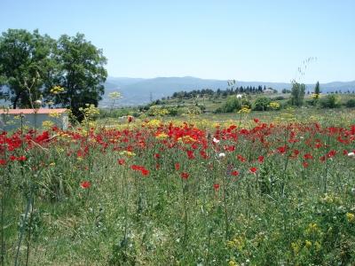 Mohnblumenlandschaft