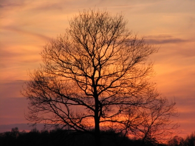 Baum am Abend